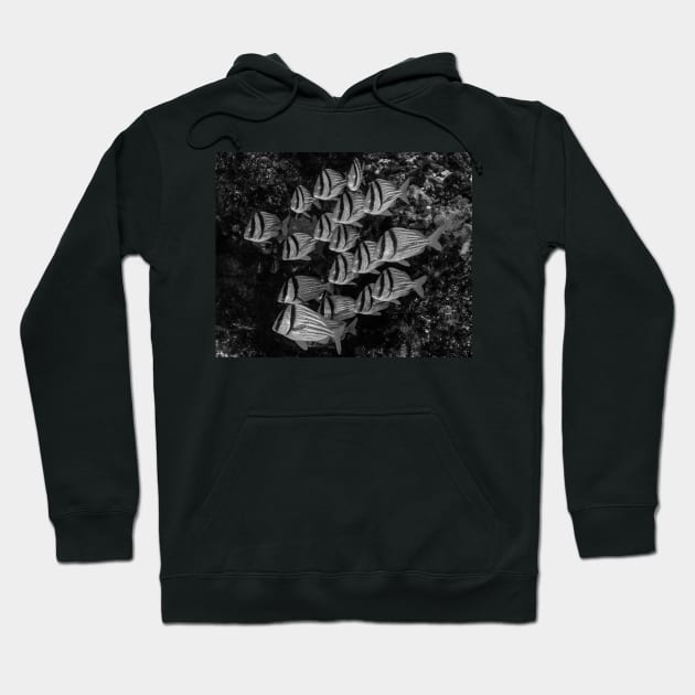 A School of Porkfish In Black and White Hoodie by jbbarnes